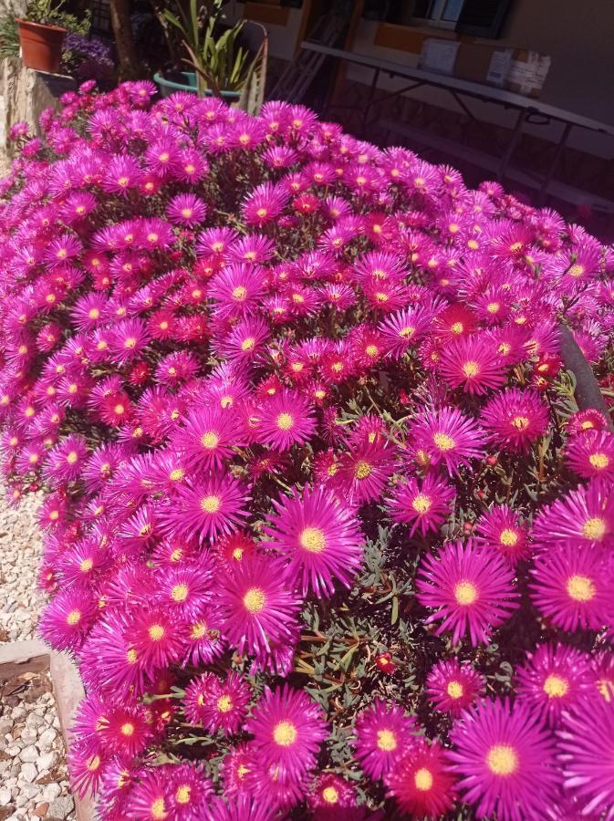 Cruz do Campo Quinta Das Hortensias I Quinta Do Sol מראה חיצוני תמונה